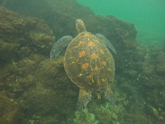 Swimming with turtles, Galapagos